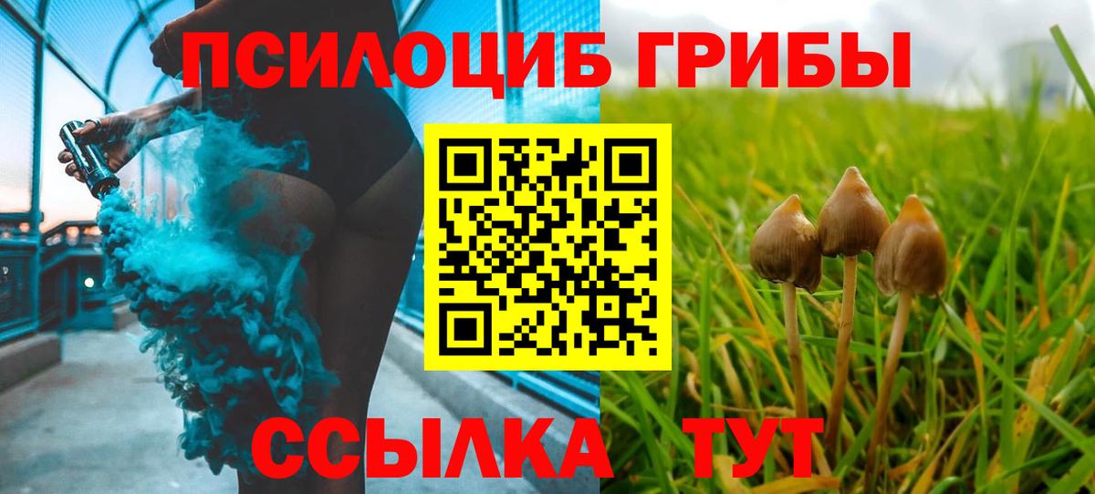 Галлюциногенные грибы Psilocybe  Губкинский 